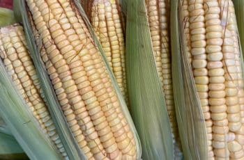 Goiás amplia saldo da balança comercial do milho em 2025