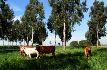 Sobretaxa da China é protecionista e não afetará o preço do boi