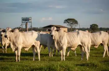Boi gordo encerra dia cotado a R$ 319,40 por arroba, com mercado firme e oferta curta 7 AgroNews