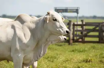 Boi gordo encerra estável a R$ 319,40/@ em São Paulo em 09/01/2026 3 AgroNews