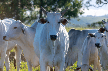 Preço do boi gordo encerra a semana com estabilidade em quase todo o Brasil