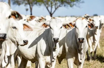 Boi gordo encerra em São Paulo a R$ 319,40/@ e em Mato Grosso a R$ 291,70/@ em 09/01/2026 6 AgroNews