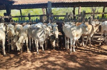 Arroba do boi em Feira de Santana se mantém em R$ 310 e chuvas podem influenciar oferta nas próximas semanas