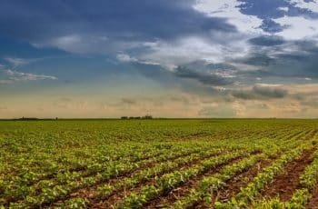 Agropecuária cresce 20,1% e impulsiona desempenho positivo da economia goiana