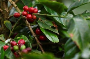 Tensão Geopolítica e Incertezas na Colômbia Impulsionam Cotação do Café Arábica