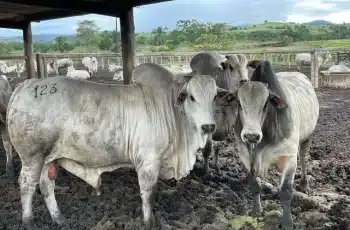 Arroba do boi gordo mantém preços em MS, cotada a R$ 302,50 à vista, enquanto vaca gorda é vendida a R$ 281,50 à vista. 8 Arroba do boi e da vaca gorda tem preço estável em MS -