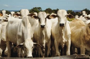 Cotação do boi gordo fecha a quinta-feira em queda - SBA1
