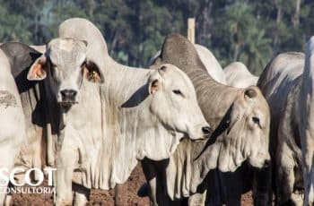 Mercado do boi gordo: cotação estável em São Paulo - SBA1
