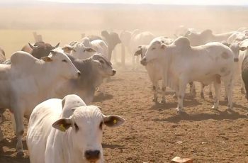 Boi gordo sobe R$2,00/@ em Paragominas e Marabá, enquanto preços permanecem estáveis em Redenção. 4 Mercado firme para o boi gordo em São Paulo - SBA1