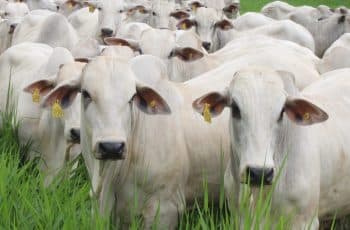 Mercado do boi gordo consolida movimento de alta de preços