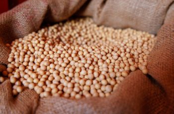Soja retoma trajetória de baixa na bolsa de Chicago