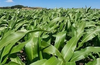 Elicit Plant registra aumento médio de 9,4% na produtividade do milho no Brasil em quatro safras