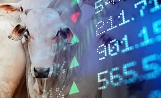 A arroba do boi vai chegar a R$ 1.000