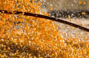 Competição entre etanol e exportações pode elevar preços do milho, diz consultoria