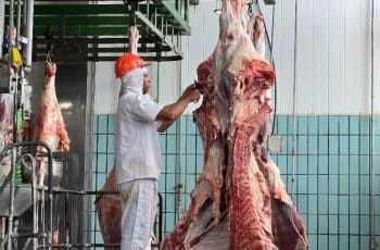 Mercado reage às chuvas e arroba do boi sobe para R$320 | De Olho na Cidade - Programa De Olho na Cidade notícias de Feira de Santana - Bahia