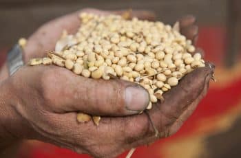 Soja: Ainda politizado, mercado sobe em Chicago nesta 3ª feira, testando...