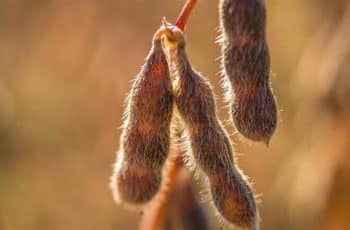 Soja tem novas e boas altas em Chicago nesta 4ª (28) com apoio do farelo e grãos