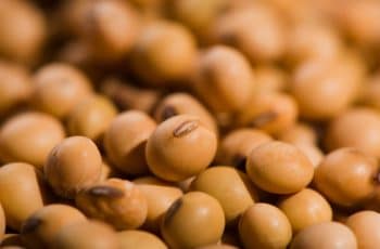 Soja segue em alta na Bolsa de Chicago, com apoio em nova venda dos EUA para...