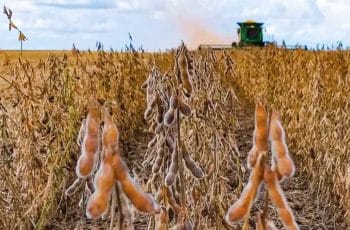 Soja tem novas altas em Chicago nesta 5ª feira e retoma patamar dos US$ 11 nos vencimentos mais longos