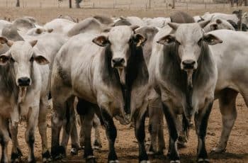 Arroba do boi gordo fecha em leve recuo, com mercado cauteloso e exportações em alta — CompreRural