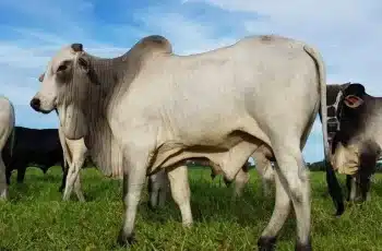 Arroba do boi gordo é influenciada pela cotação do dólar, afetando preços e exportações no Brasil. 5 Como o dólar interfere no valor da arroba do boi