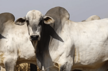 Arroba do boi sobe para R$ 330 e confirma tendência de alta na região no início do ano – Interior da Bahia