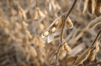 Soja se alinha antes do novo USDA e opera com leves baixas na Bolsa de...