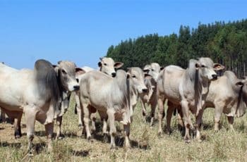 Boi gordo fecha semana com alta