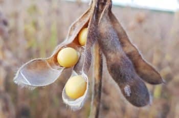 Soja realiza lucros em Chicago nesta 4ª feira, após disparada na sessão anterior