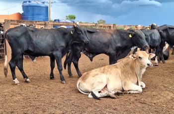 Preço do boi gordo começa fevereiro com nova alta