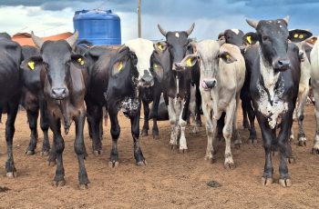 Preço do boi gordo começa a semana estável na maior parte do Brasil
