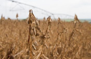 Preço futuro da soja atinge maior nível em três meses na bolsa de Chicago