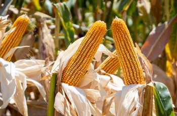 Soja, milho e trigo operam em queda na bolsa de Chicago