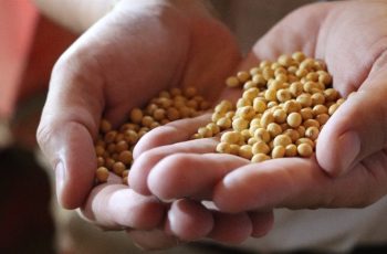 O contrato de soja para março recuou 0,31%