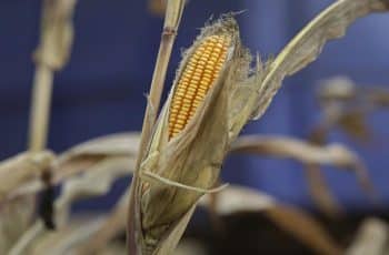 Mesmo com cenário negativo, milho fecha segunda-feira com leves ganhos na B3