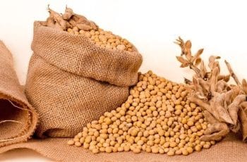 O contrato de soja para março fechou com valorização de 0,46%