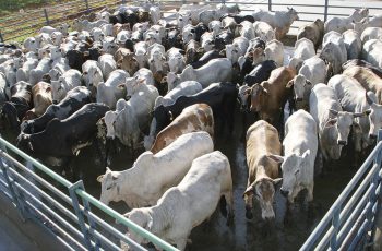 Preços do boi gordo seguem firmes, com espaço para novas altas no curto prazo