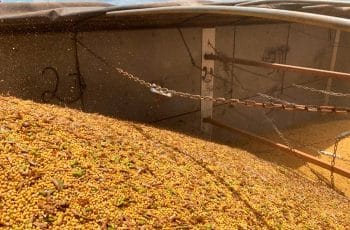 Cotação da soja disponível em Mato Grosso sobe 1,1% e volta a ficar acima R$ de 100
