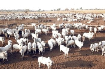 A Tribuna MT - Mercado do boi em Mato Grosso reage em fevereiro com oferta restrita e forte demanda no país
