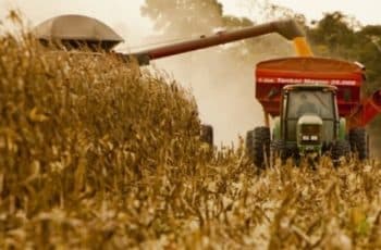 Cotação do milho volta à casa dos R$ 65,00 a saca - SBA1