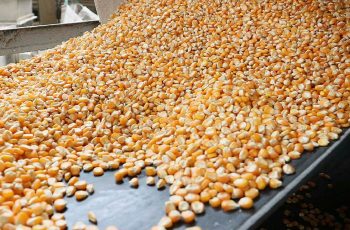 Cotação do milho disponível em Mato Grosso cai e venda da safra 2024/25 chega a 92%