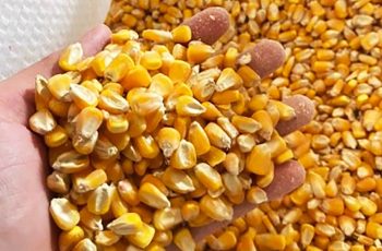 Milho disponível em Mato Grosso tem baixa no preço