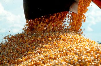 Preço do milho disponível em Mato Grosso diminui