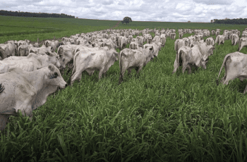 Fevereiro começa com o mercado do boi gordo em alta em SP