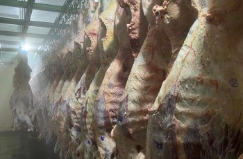 Arroba do boi sobe para R$ 330 e confirma tendência de alta no início de 2026