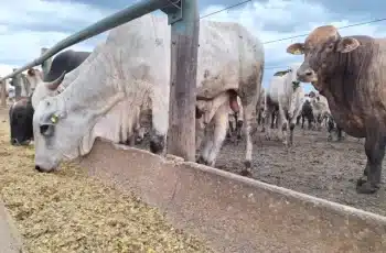 Arroba do boi gordo em Campo Grande sobe para R$ 309,50; vaca gorda avança para R$ 286,50 7 Arroba do boi e da vaca gorda tem aumento em Campo Grande -