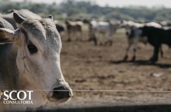 Mercado do boi gordo em alta na praça de São Paulo - SBA1