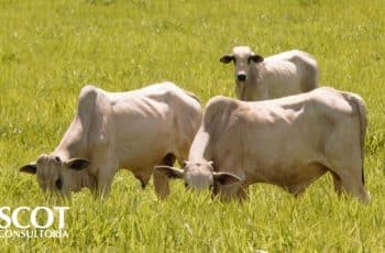 Mercado do boi gordo segue em alta em São Paulo - SBA1