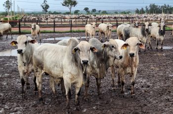 Preço do boi gordo atinge recorde no Estado de São Paulo