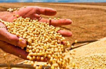 O contrato de soja para março fechou com baixa de 0,29%